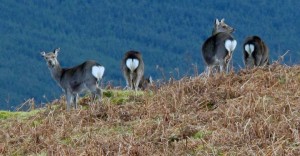 Deer in Glendalough by Rosaleen Durkin Deer in Glendalough by Rosaleen Durkin